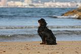KING CHARLES SPANIEL 077